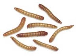 Mealworms