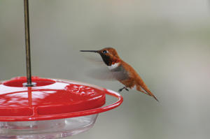 Wild Birds Unlimited High Perch Hummingbird Feeder